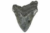 Bargain, Fossil Megalodon Tooth - South Carolina #367983-1